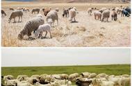 羊肉的15种家常做法（羊肉的15种家常做法干锅羊肉）