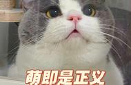 身体都是白色的猫是什么品种（猫身体里出来的白色虫子是什么）