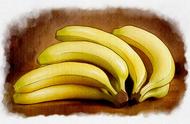 美人蕉与香蕉哪个更好（美人蕉会越长越多吗）