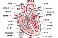 心室与心房连接的位置叫什么（心房心室的位置关系图）