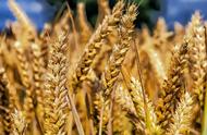小麦的功效和营养（小麦的营养价值及功效与禁忌症）