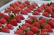 草莓最甜的三个品种（草莓品种排名前十）