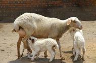 怎么预防母羊产羊羔（母羊产完羔怎么护理和预防）
