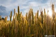 山东小麦补贴2022年多少（山东小麦补贴最新消息）