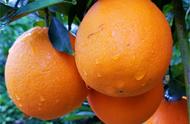 橙子种植要求和条件（橙子种植）
