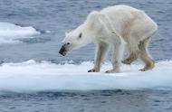 北极熊面临灭绝（为什么北极熊濒临灭绝）