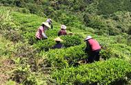 漳平水仙茶什么季节喝最好（漳平水仙茶的功效）