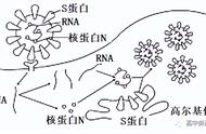 染色体是dna的主要载体（染色体染色单体和dna分子区别）