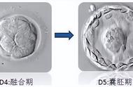 试管胚胎等级图解（试管胚胎等级划分标准对照表）