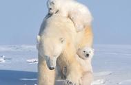 北极熊生活环境特点（北极熊的生活环境和特点）