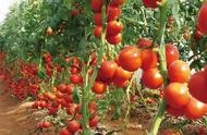 种植西红柿用什么肥料最佳（西红柿几天浇一次水）