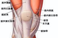 长期佩戴髌骨带危害（佩戴髌骨带的正确方法）