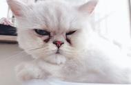 哪种猫猫由于生理缺陷有泪痕（哪种猫猫由于生理结构会有泪痕）