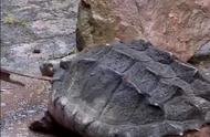 最大的海龟有最大的鳄龟大吗（世界上最大的鳄龟的排名）