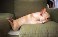 狗狗为什么喜欢睡在沙发底下（狗狗为什么喜欢睡在枕头下面）