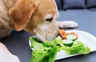 狗不能吃的四种蔬菜（狗不能吃的十种食物有哪些）