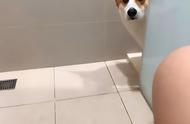狗为什么会真正喜欢主人上厕所（狗为什么喜欢去主人房间拉屎）