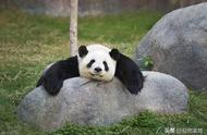 熊猫的特点简短介绍（熊猫的特点和外貌介绍）