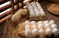 孵化小鸽后多少天生蛋（鸽子生蛋多少天能孵化出来）