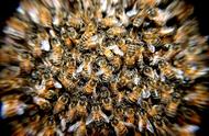 蜜蜂采蜜时间记录表（蜜蜂采蜜的过程与步骤）