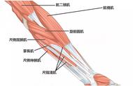 练前臂肌肉的最好方法（怎样练前臂肌肉最快）