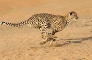 豹子100米跑多少秒（豹子6分钟可以跑多少米）
