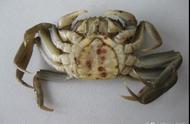 100斤螃蟹每天喂多少饲料（3000斤螃蟹每天喂多少饲料）