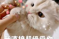 流浪猫自己来家里会有什么征兆（怎样化解猫上门的征兆）