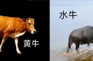 云南水牛与野牛区别（野牛vs水牛）