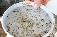 高密度养虾是24小时都要过滤吗（高密度养虾可以使用石灰吗）