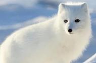 北极狼的毛一年四季是什么颜色的（北极狼颜色为什么是白色）