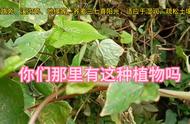 荞麦种子怎么水培视频（荞麦种植方法图解）