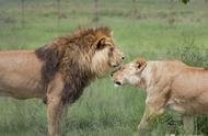 母狮为什么吸引雄狮（雄狮带孩子还是母狮好）