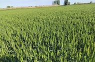 小麦有秋季成熟的吗（小麦成熟要经过几个季节）