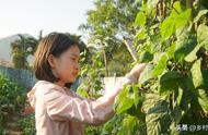 白露节气种什么最好（白露节气适合种什么菜种）