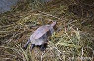 黄额龟的饲养方法（黄额龟养殖技术视频）