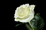 白玫瑰的花语至死不渝（枯萎的白玫瑰的花语是什么）