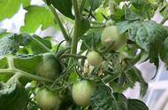 秋番茄种植时间和方法（露地番茄冬天什么时候栽培）