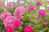 藤月玫瑰的养殖方法和注意事项（玫瑰的养殖方法与注意事项）