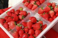 大棚草莓可以安全吃吗（目前的大棚草莓能吃吗）