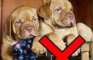狗狗不能吃的水果清单表（狗狗不能吃哪些水果蔬菜）