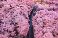 日本观赏樱的最佳时间（最佳日本赏樱路线是什么）