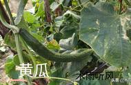 7月份种植什么农作物最合适简单（7月份大面积种植什么农作物最合适）