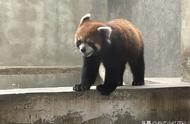 小熊猫允许一个人饲养吗（一般家庭可以饲养小熊猫吗）