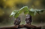 下雨天的大雨像什么（哗啦哗啦的大雨像什么）