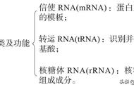 基因的表达终产物一定是蛋白质吗（基因的表达与蛋白质的关系）