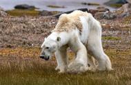 北极熊真的会灭绝吗（北极熊即将灭绝是真的吗）
