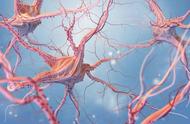 中枢神经系统由什么组成和位置（中枢神经异常症状）