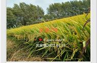 高产矮杆水稻品种（矮秆大穗高产水稻品种）