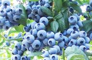 蓝莓生长最佳温度是多少（蓝莓最佳生长温度）